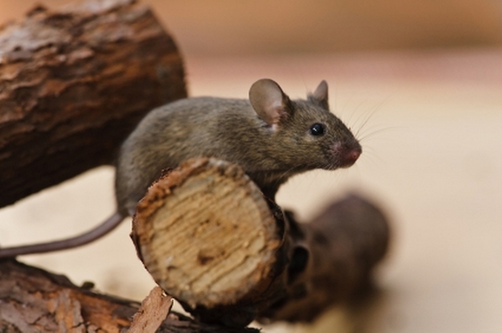 affordable pest control for airbnb