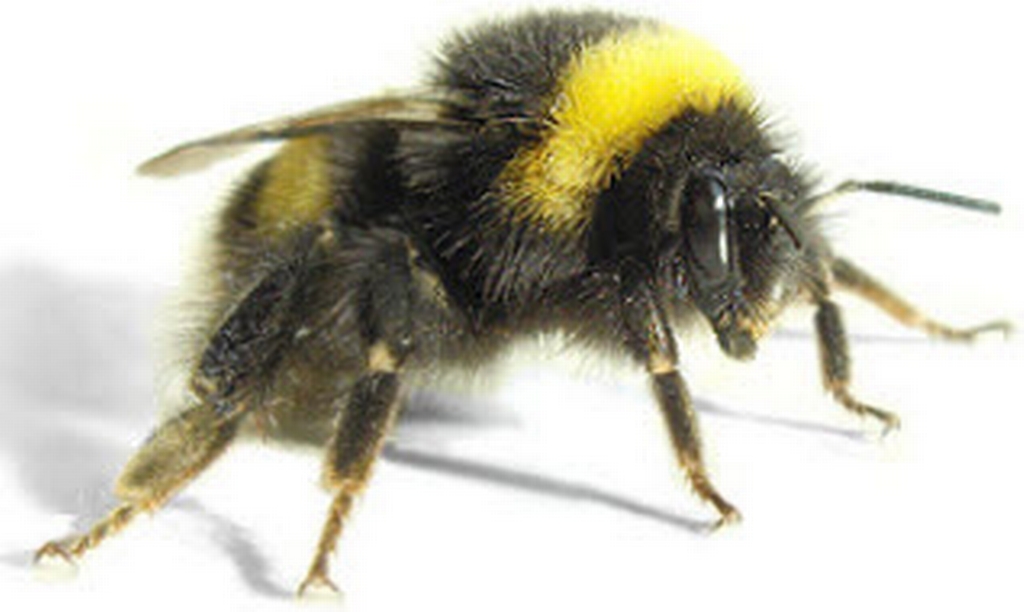 ABC Gestion Parasitaire et Extermination photo 9