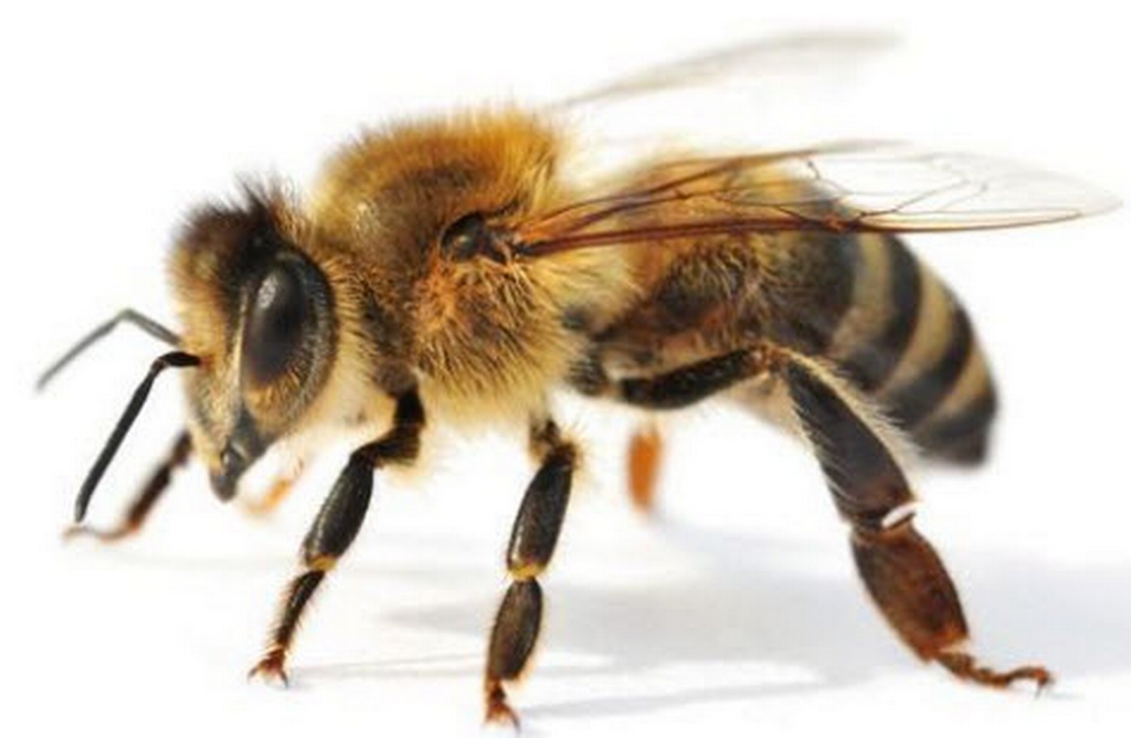 ABC Gestion Parasitaire et Extermination photo 8