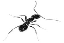 Ant extermination